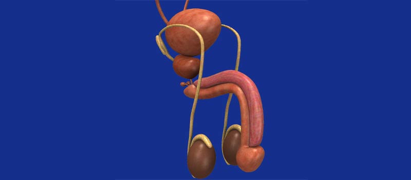 Glandul penisului - Wikipedia